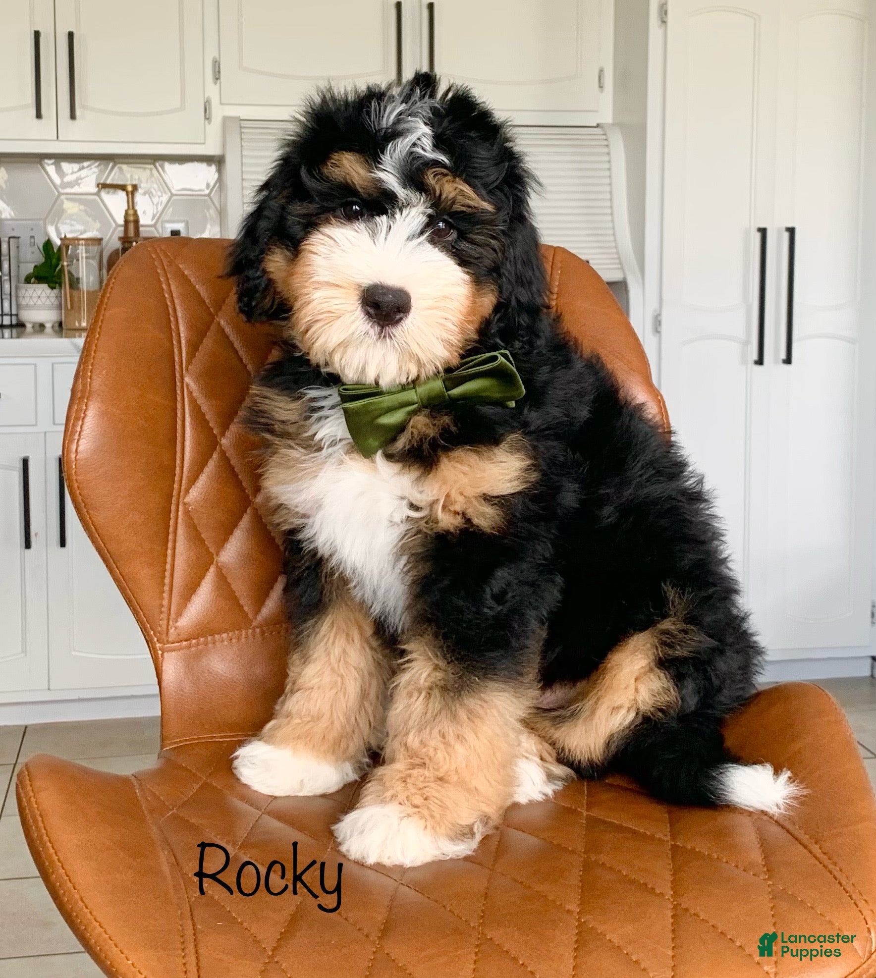 Bernedoodle dogs Rocky - Ad 1