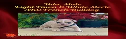 French Bulldog dogs for sale: Udo “Black”Collar, Male - Ad 14