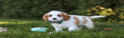 Cavapoo dogs for sale: Ike 💙 - Ad 4
