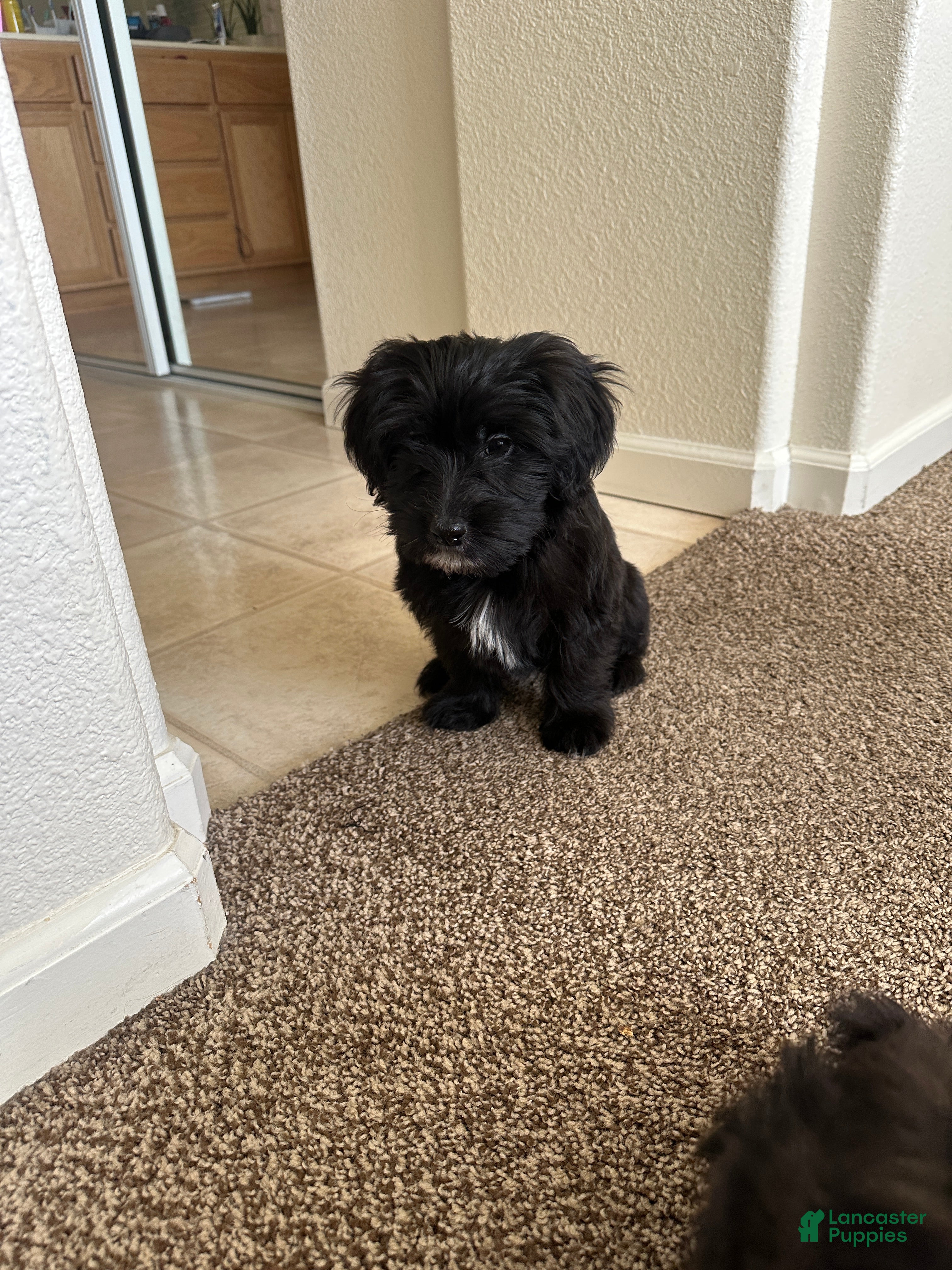 Mixed Breed dogs Mixed Breed Puppy 5 - Ad 17