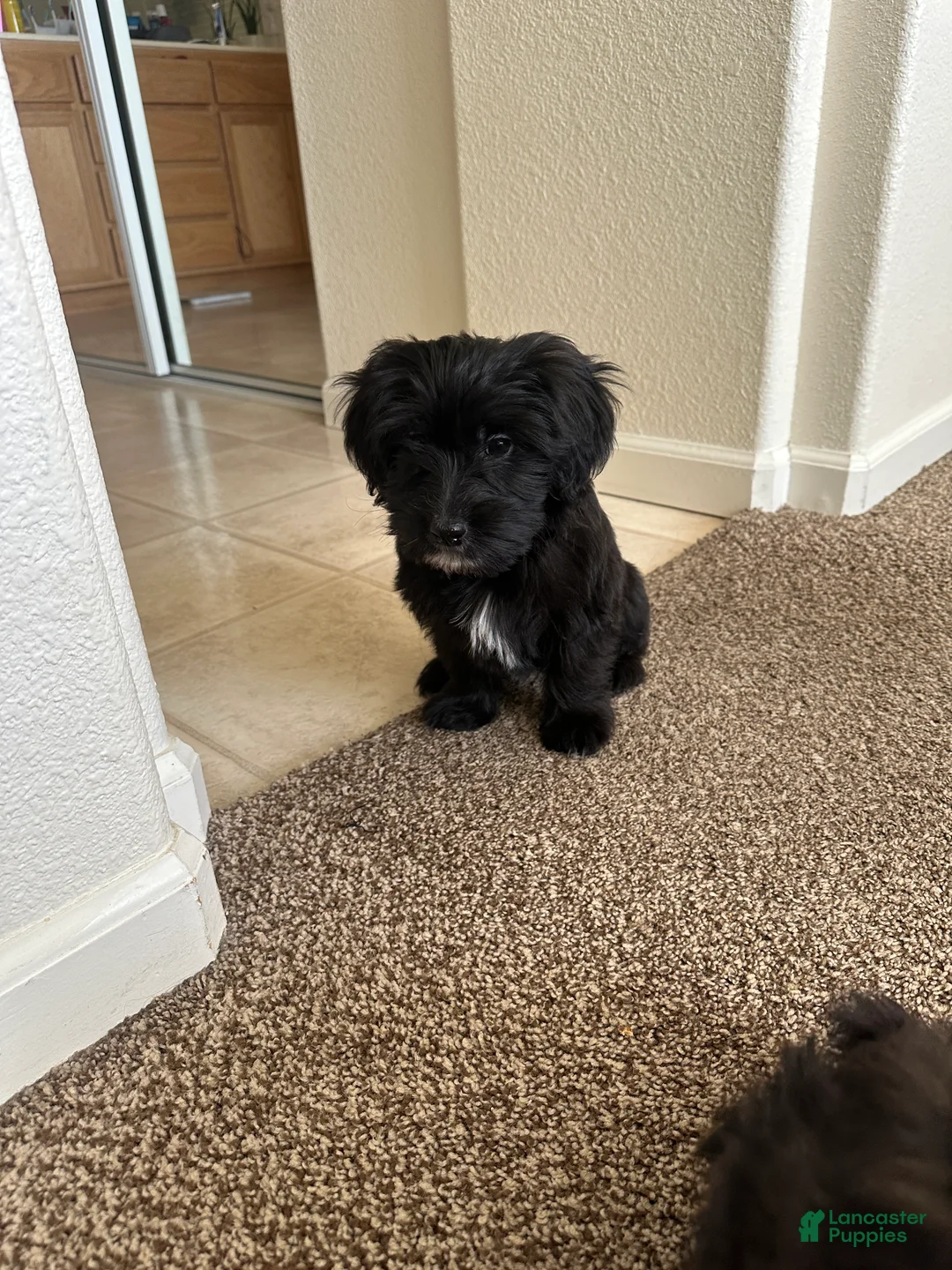 Mixed Breed dogs for sale: Mixed Breed Puppy 5 - Ad 1