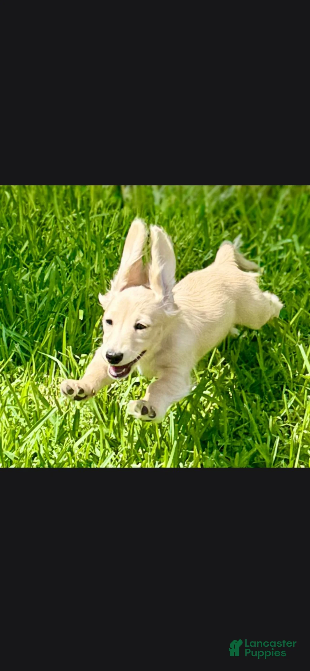 Miniature Dachshund dogs for sale: Miniature Dachshund 1 - Ad 2