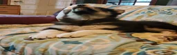Alaskan Malamute dogs for sale: Alaskan Malamute Puppy 6 - Ad 4