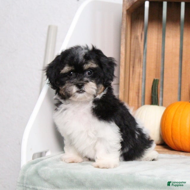 Teddy Bear dogs Yesterday - Ad 1