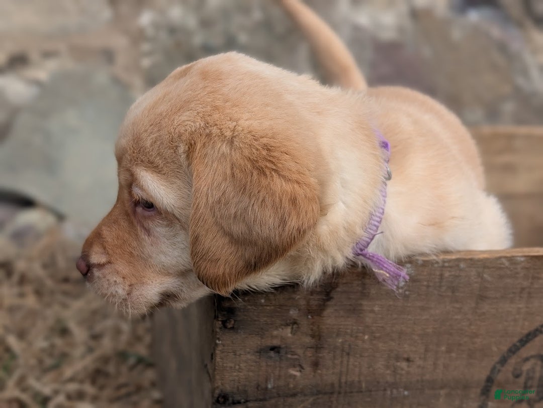 Labrador Retriever dogs for sale: Chloe - Ad 2