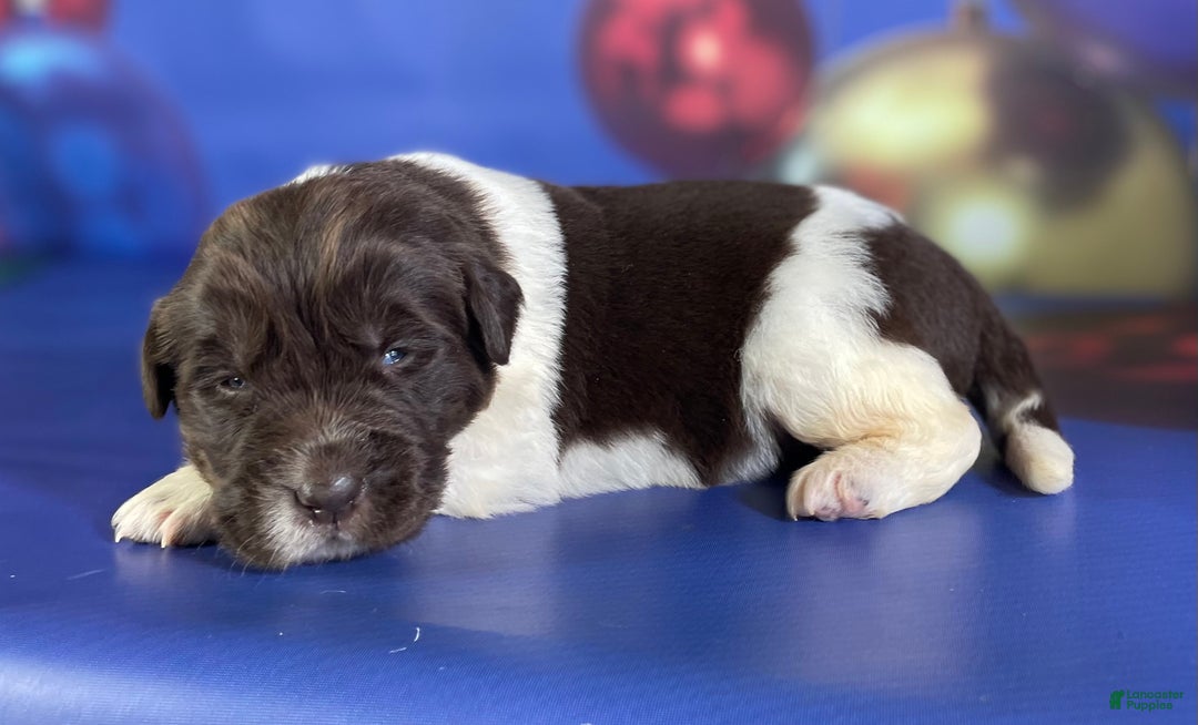 Mixed Breed dogs for sale: Stephanie OFA DNA - Ad 3