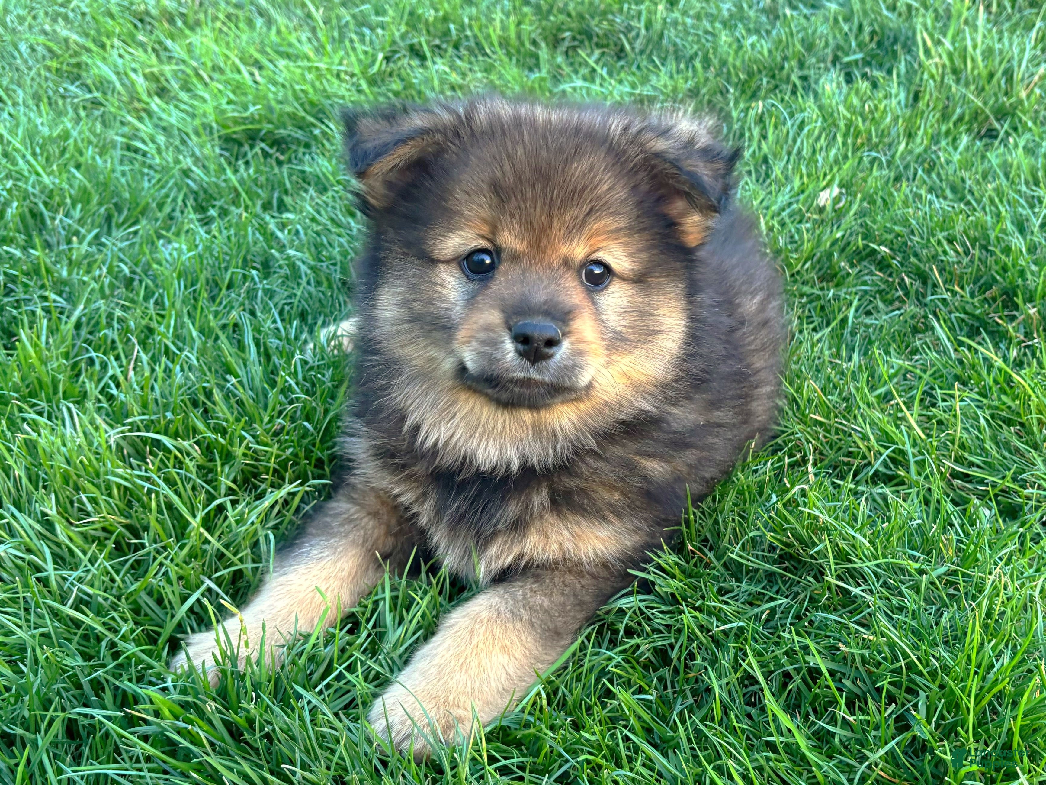 Mixed Breed dogs Yoshi - Ad 1