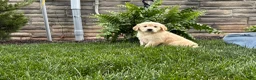 Golden Retriever dogs for sale: Milo - Ad 3