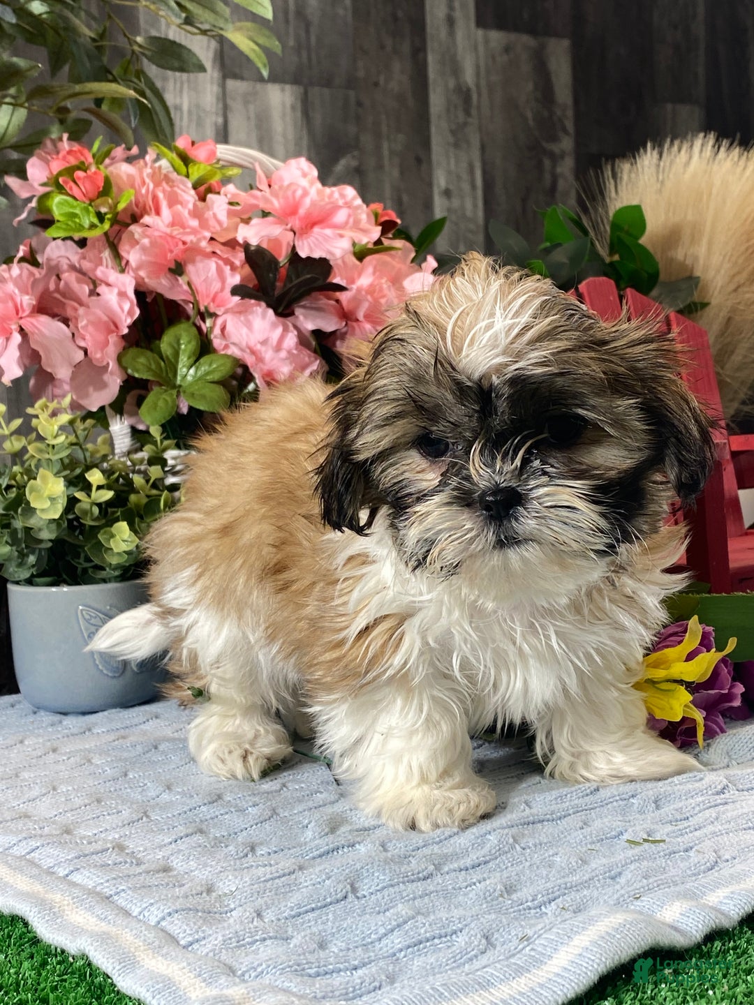 Shih Tzu dogs for sale: Saint - Ad 5