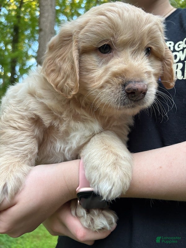 Mixed Breed dogs Milo - Ad 1