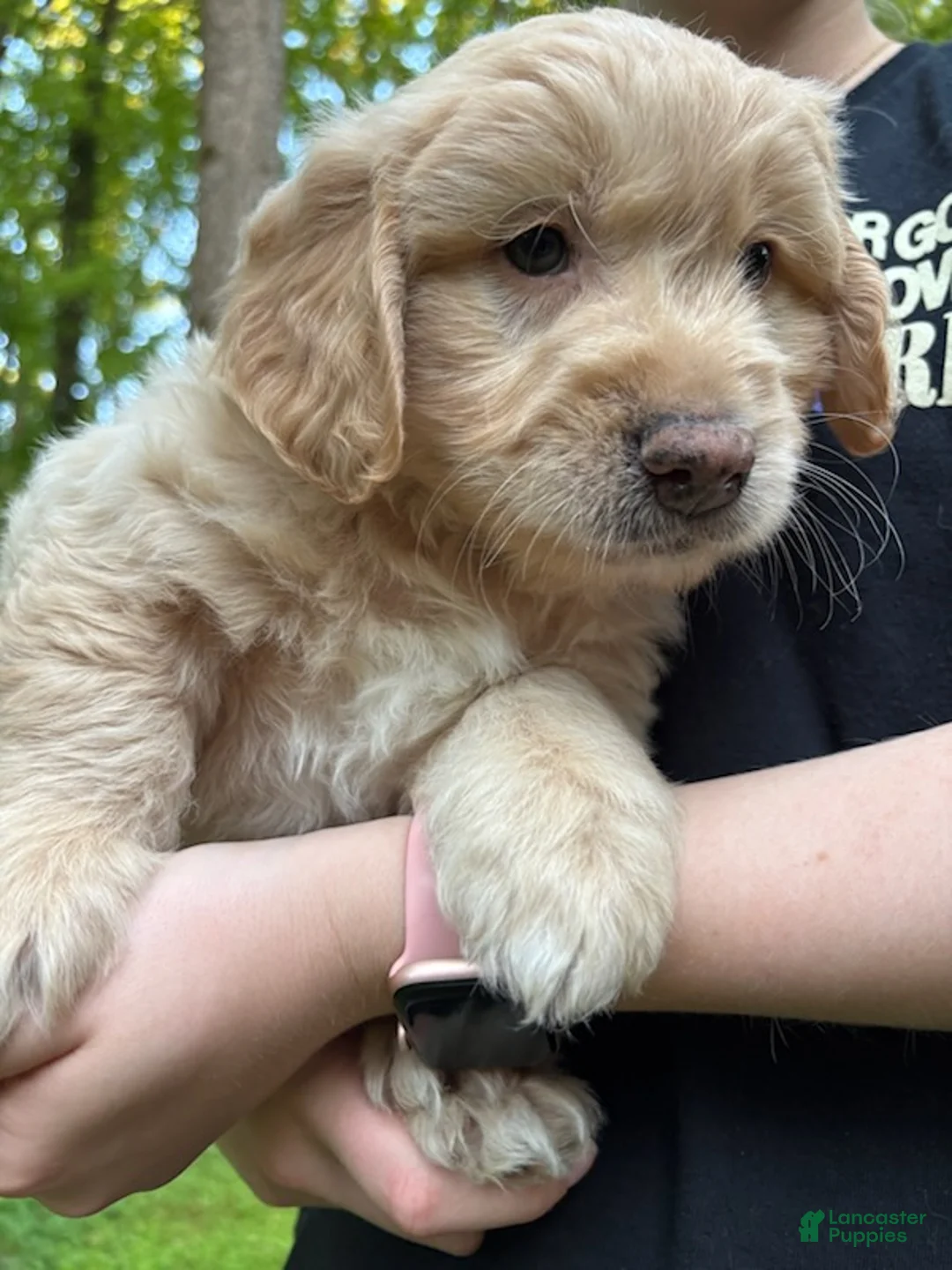 Mixed Breed dogs for sale: Milo - Ad 1