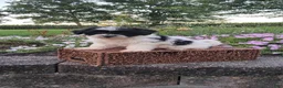 Teddy Bear dogs for sale: Daisy - Ad 2