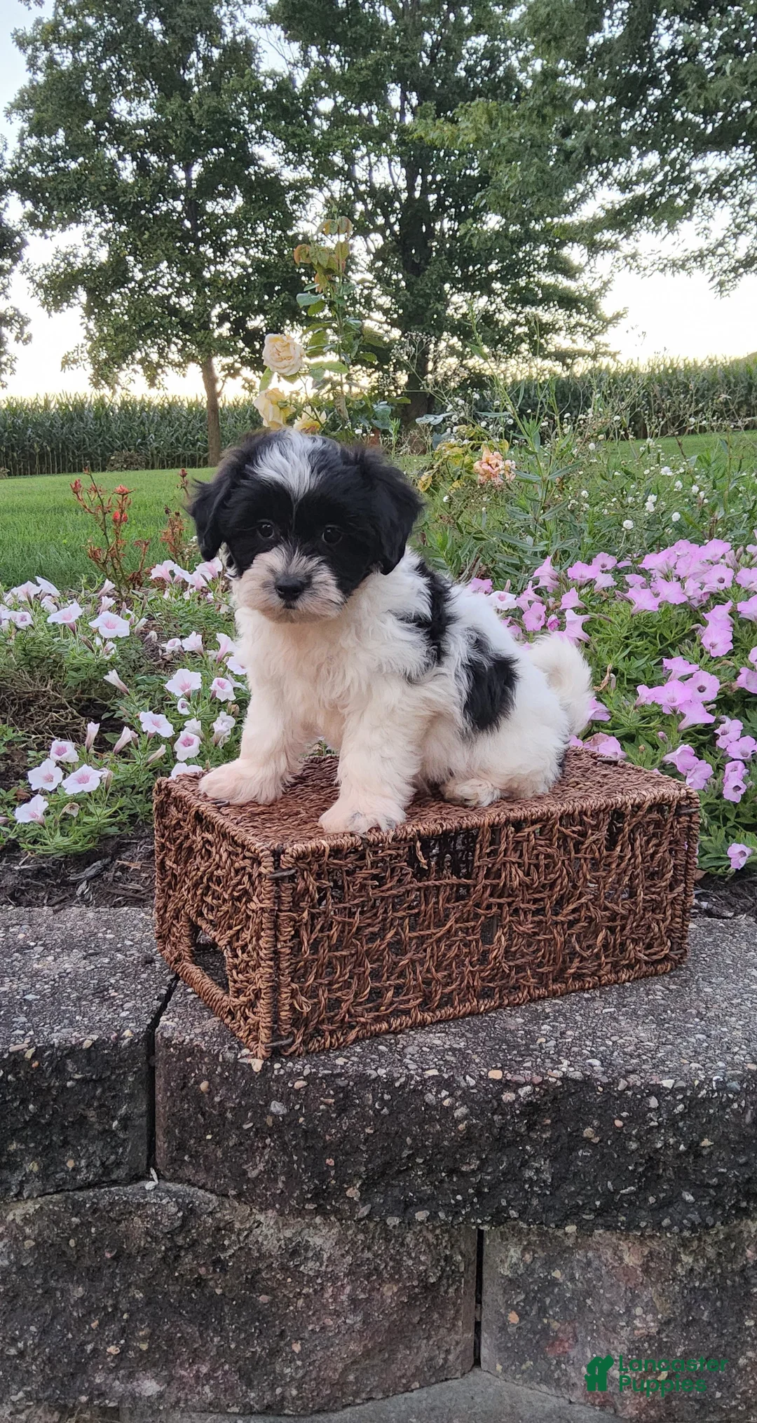 Teddy Bear dogs for sale: Daisy - Ad 2