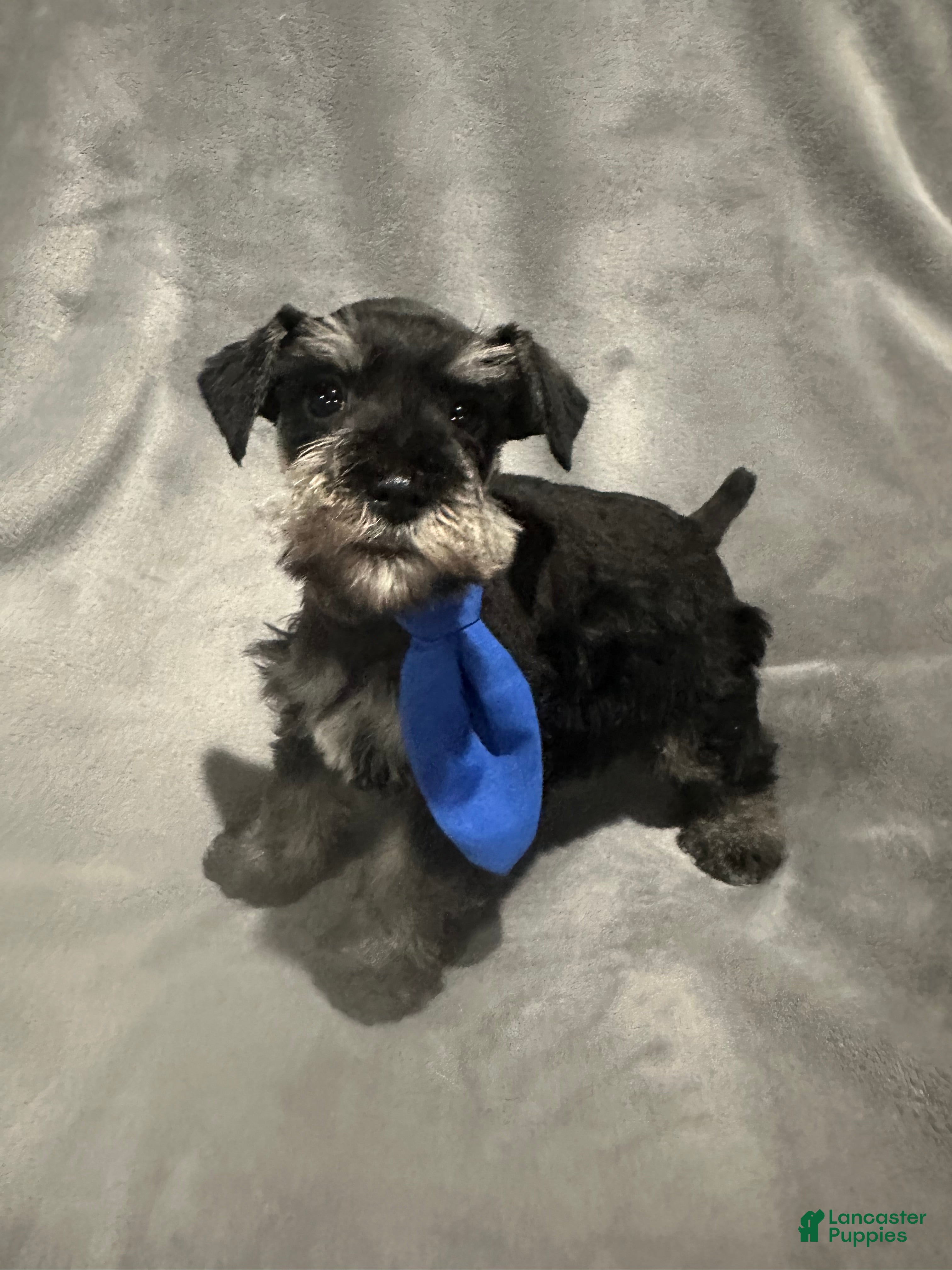 Miniature Schnauzer dogs Fritz - Ad 1
