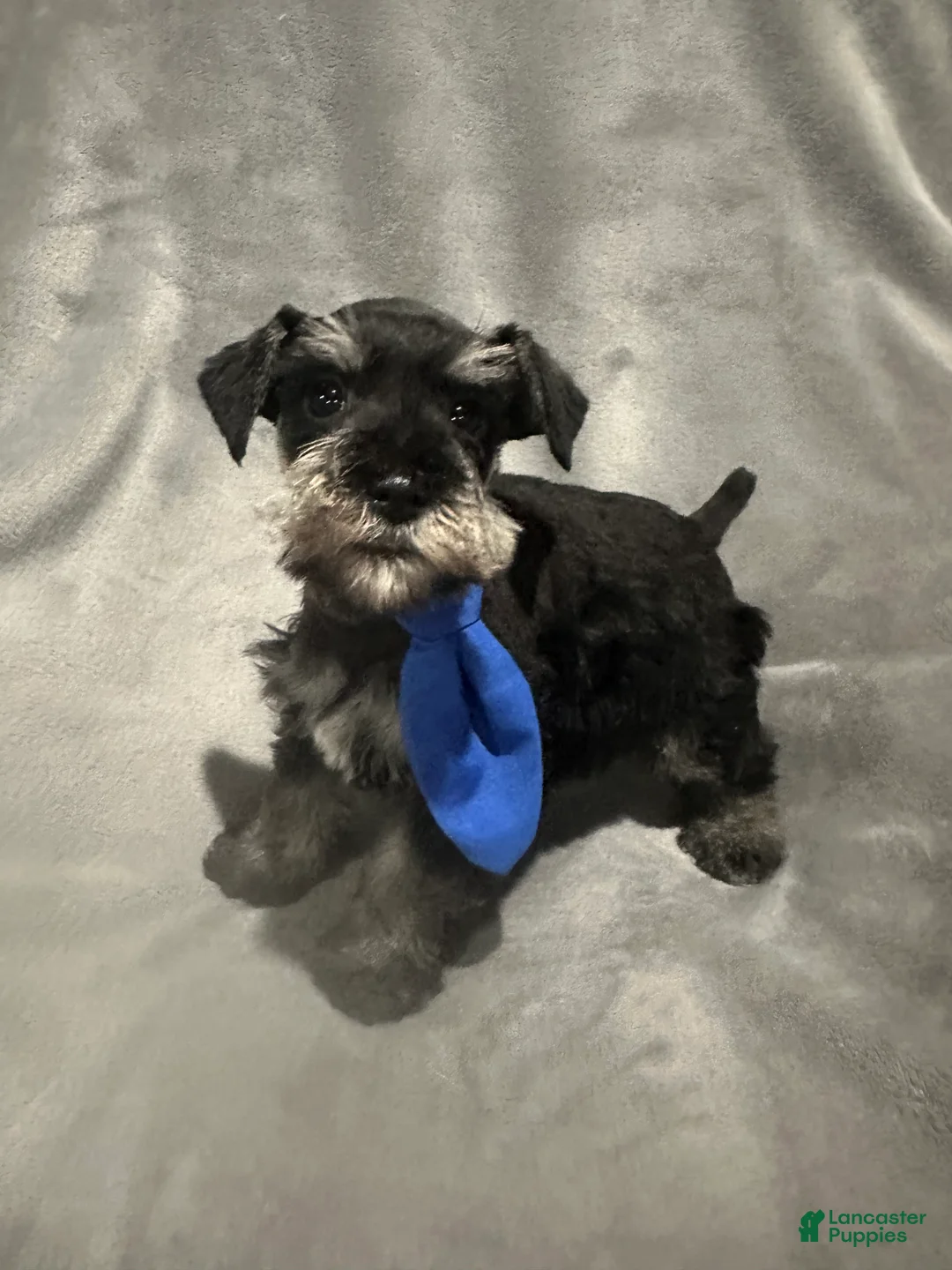 Miniature Schnauzer dogs for sale: Fritz - Ad 1