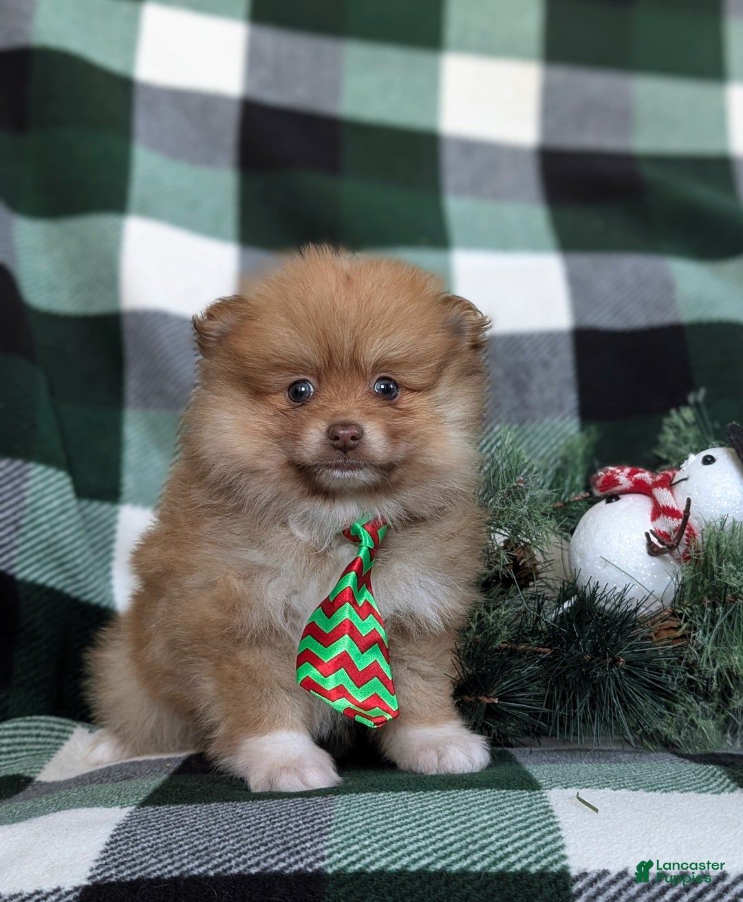 Pomeranian dogs for sale: Cabe - Ad 3