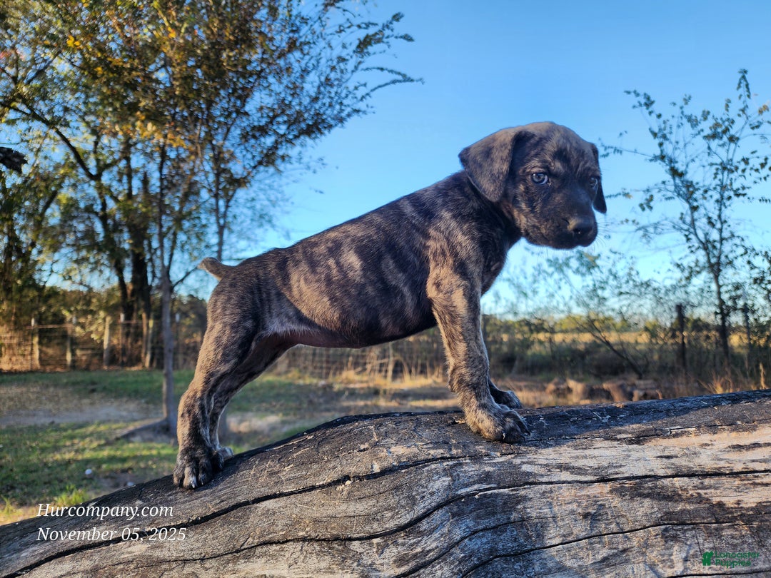 Catahoula Leopard Dog dogs for sale: Tracy II 2025 Female 4 - Ad 2