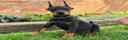 Doberman Pinscher dogs for sale: Ankor - Ad 4