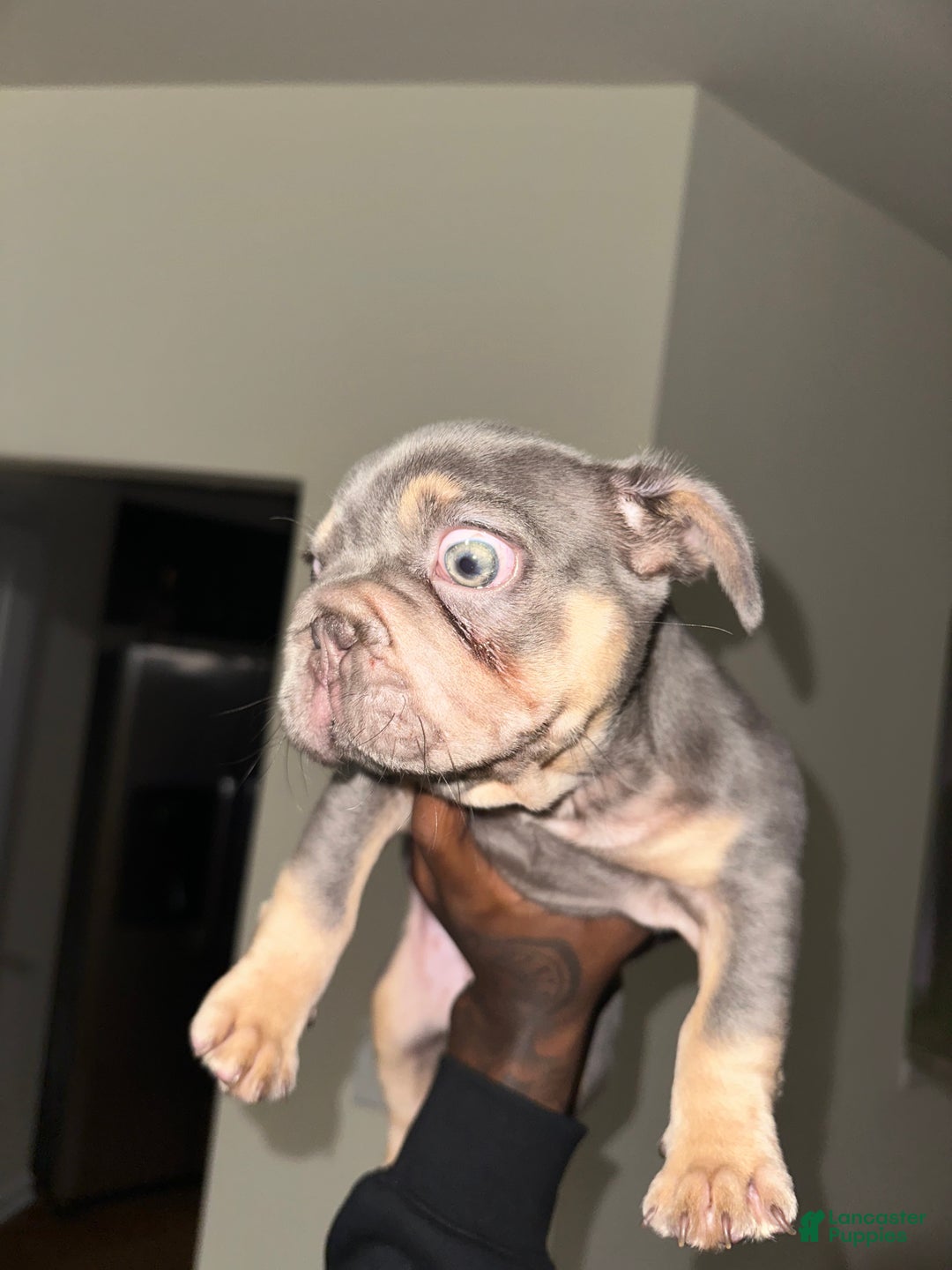 French Bulldog dogs for sale: French Bulldog Puppy 1 - Ad 3