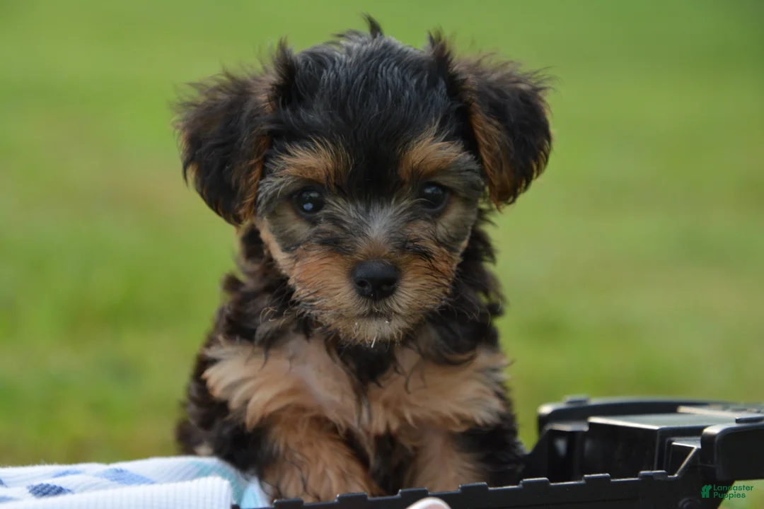 Yorkiepoo dogs for sale: Yorkiepoo 2 - Ad 5