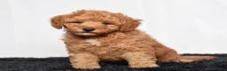 Mini Goldendoodle dogs for sale: Rex - Ad 7