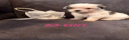 Shih Tzu dogs for sale: Shih Tzu 2 - Ad 3