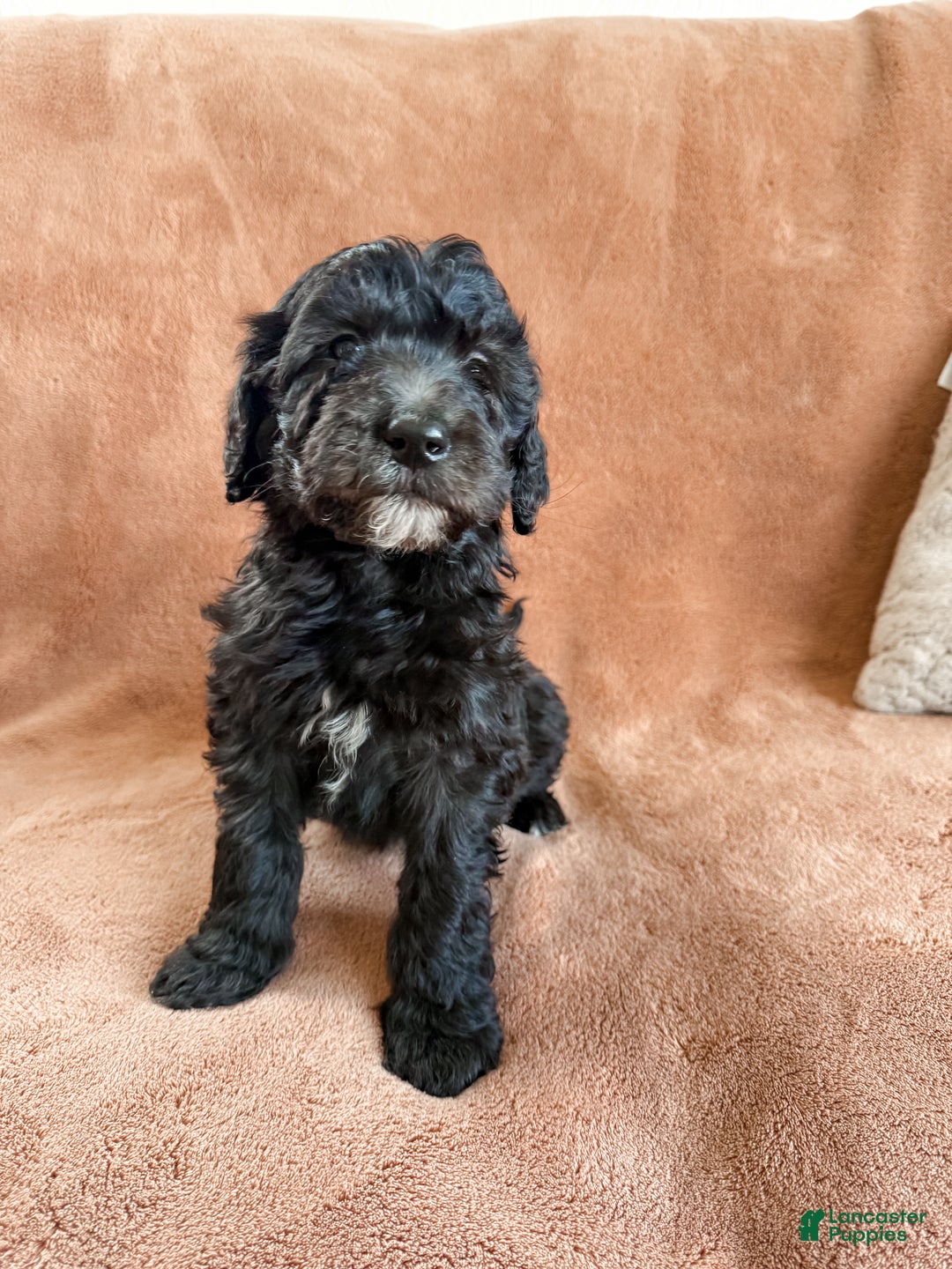 Aussiedoodle dogs for sale: Jax - Ad 2