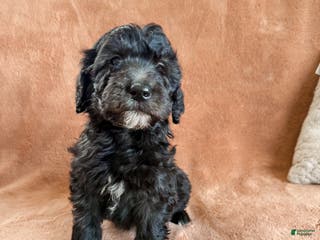 Aussiedoodle dogs Jax - Ad 35