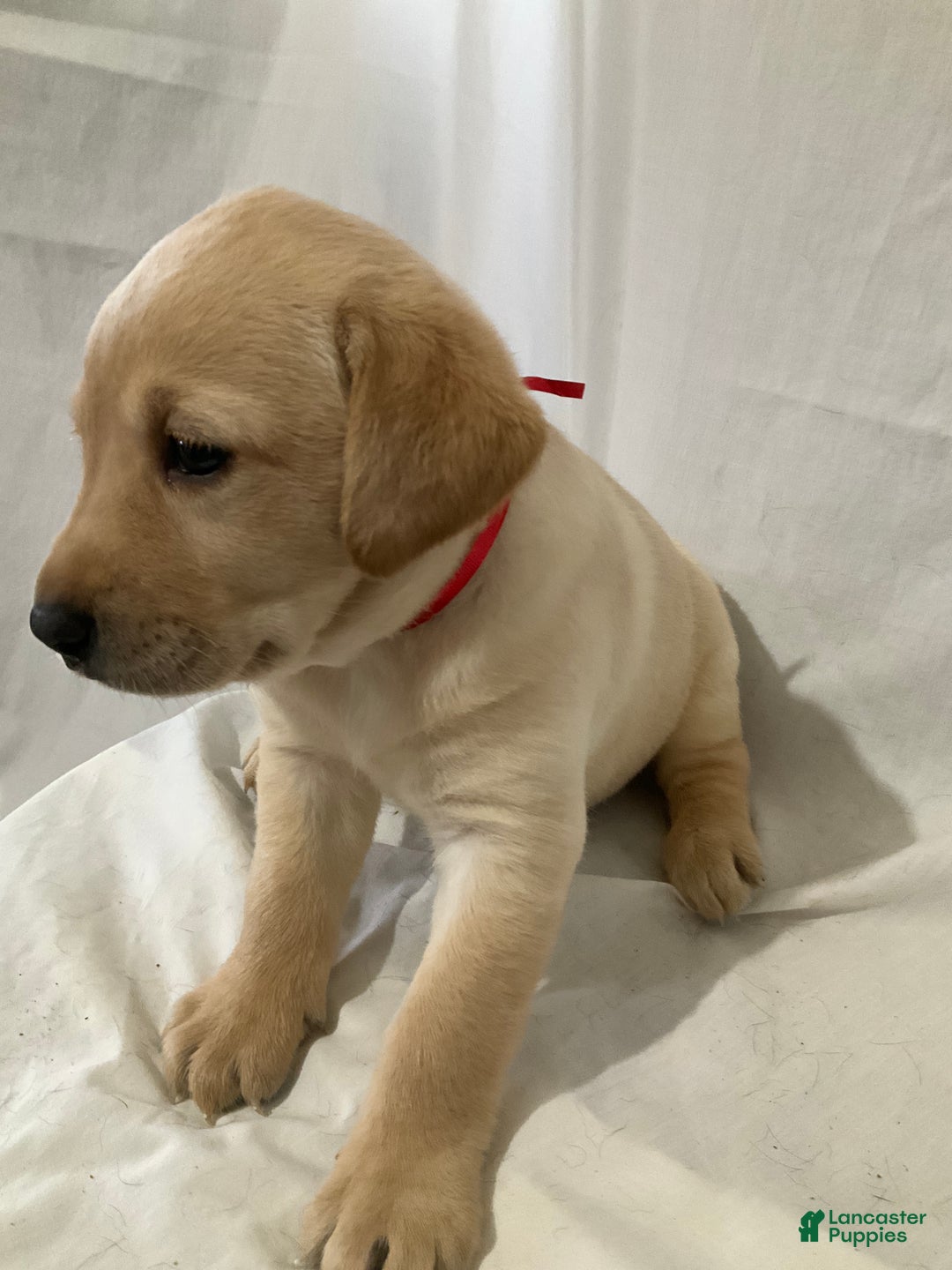 Labrador Retriever dogs for sale: Scarlett - Ad 4