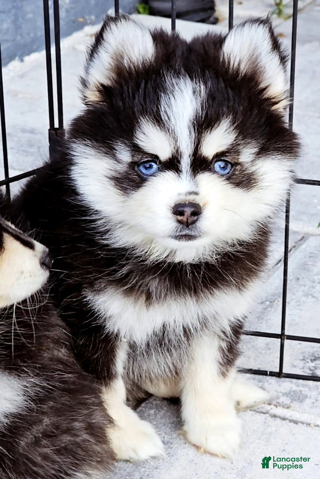 Pomsky dogs for sale: Sophia - Ad 3