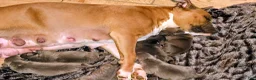 American Bully dogs for sale: American Bully Puppy 4 - Ad 6