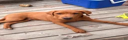 Labrador Retriever dogs for sale: Labrador Retriever 1 - Ad 3