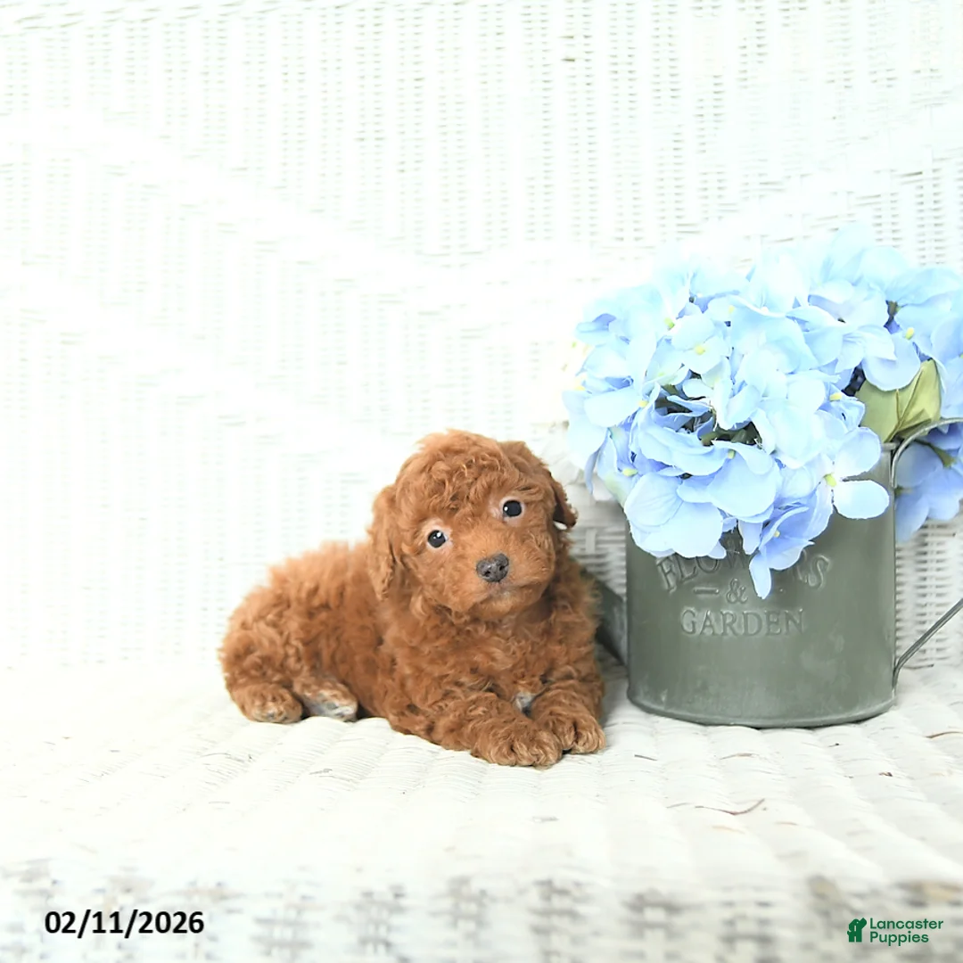 Mini Aussiedoodle dogs for sale: Macey - Ad 5