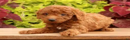 Miniature Poodle dogs for sale: Topper - Ad 7
