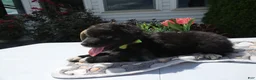 Mixed Breed dogs for sale: Mixed Breed 7 Jaime - Ad 2