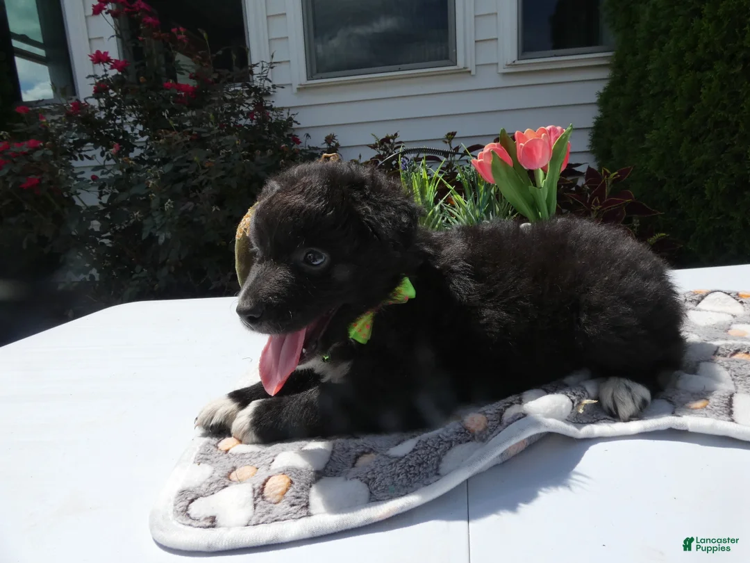 Mixed Breed dogs for sale: Mixed Breed 7 Jaime - Ad 2