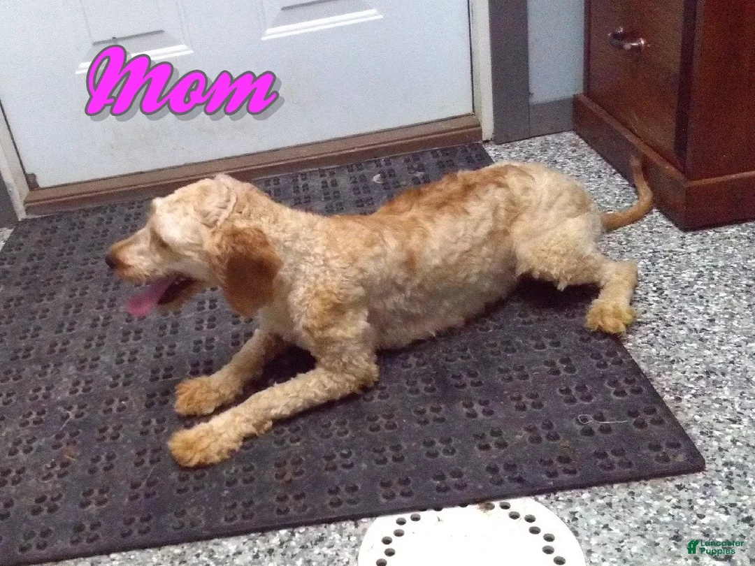 Mini Goldendoodle dogs for sale: Stella - Ad 8