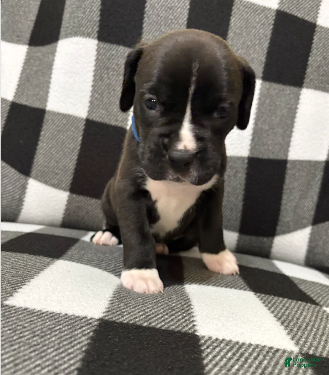 Boxer dogs for sale: Shilo - Ad 3
