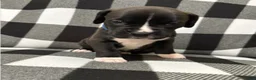 Boxer dogs for sale: Shilo - Ad 1