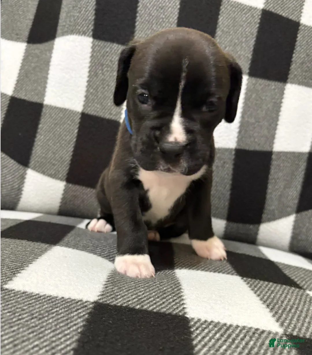 Boxer dogs for sale: Shilo - Ad 1