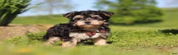 Morkie dogs for sale: Scooby - Ad 5