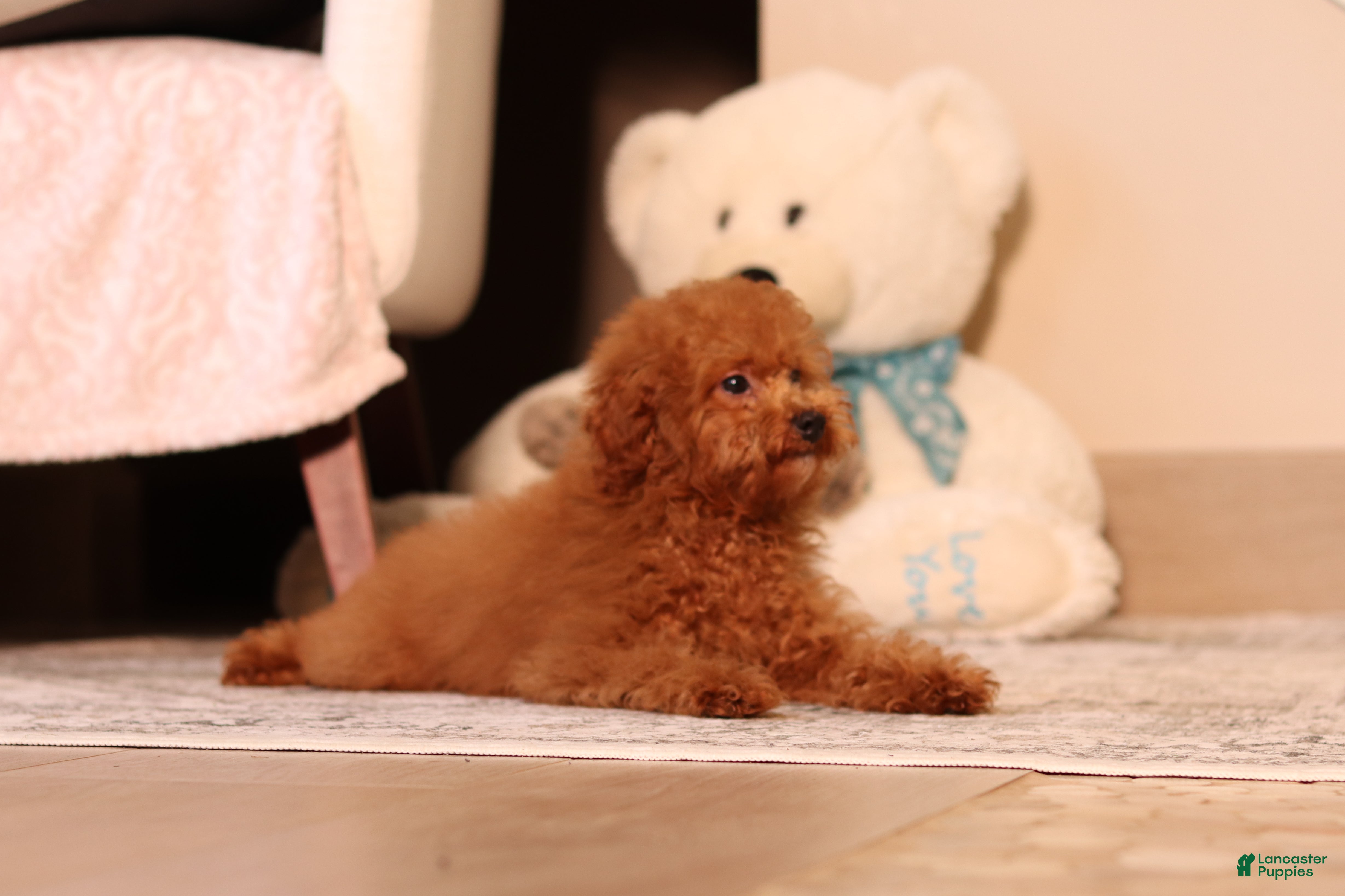 Miniature Poodle dogs Ruby - Ad 2