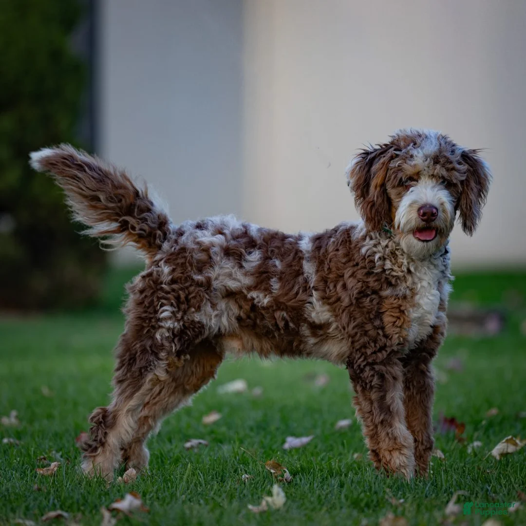 Bernedoodle dogs for stud: ROCKY  Chocolate Merle Mini Bernedoodle - Ad 1