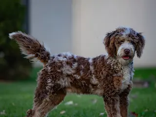 Bernedoodle dogs for stud: ROCKY Chocolate Merle Mini Bernedoodle - Ad 1