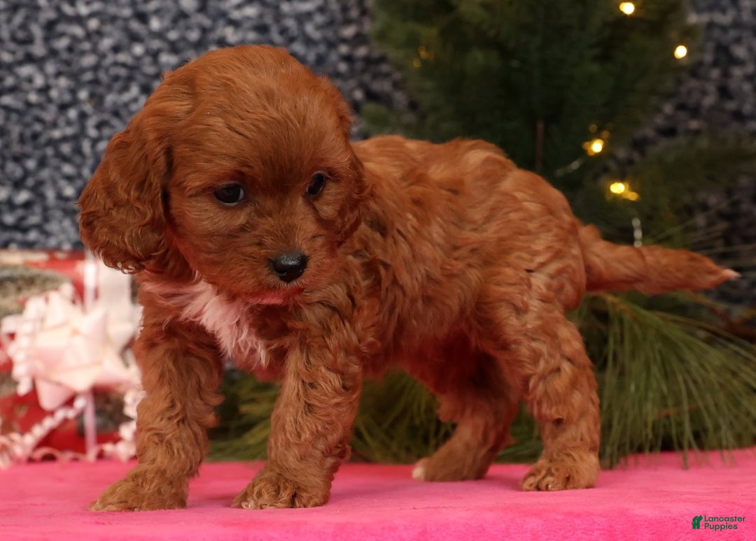 Cavapoo dogs for sale: Liberty - Ad 2