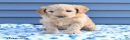 Goldendoodle dogs for sale: Billy - Ad 4