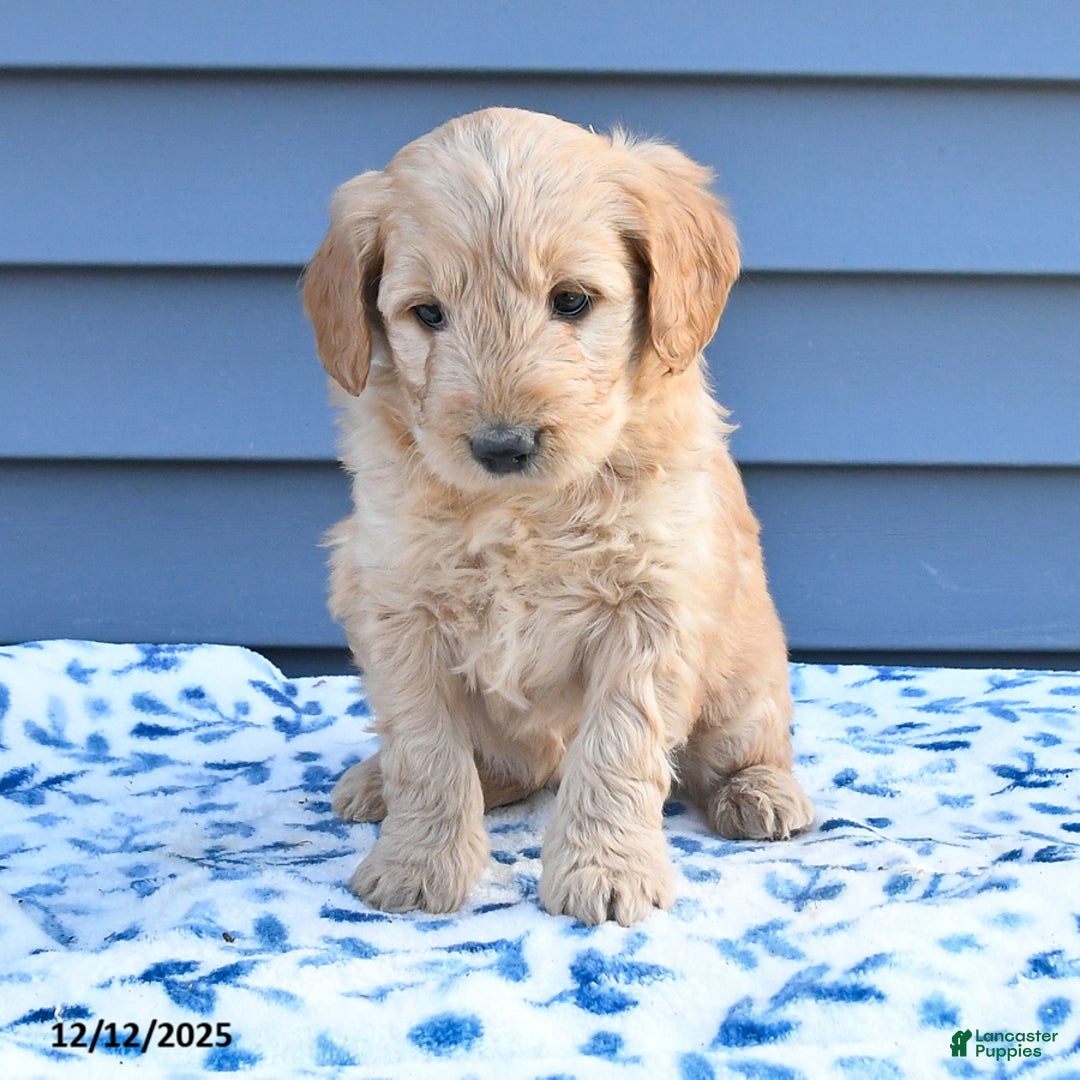 Goldendoodle dogs for sale: Billy - Ad 4