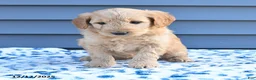 Goldendoodle dogs for sale: Billy - Ad 4