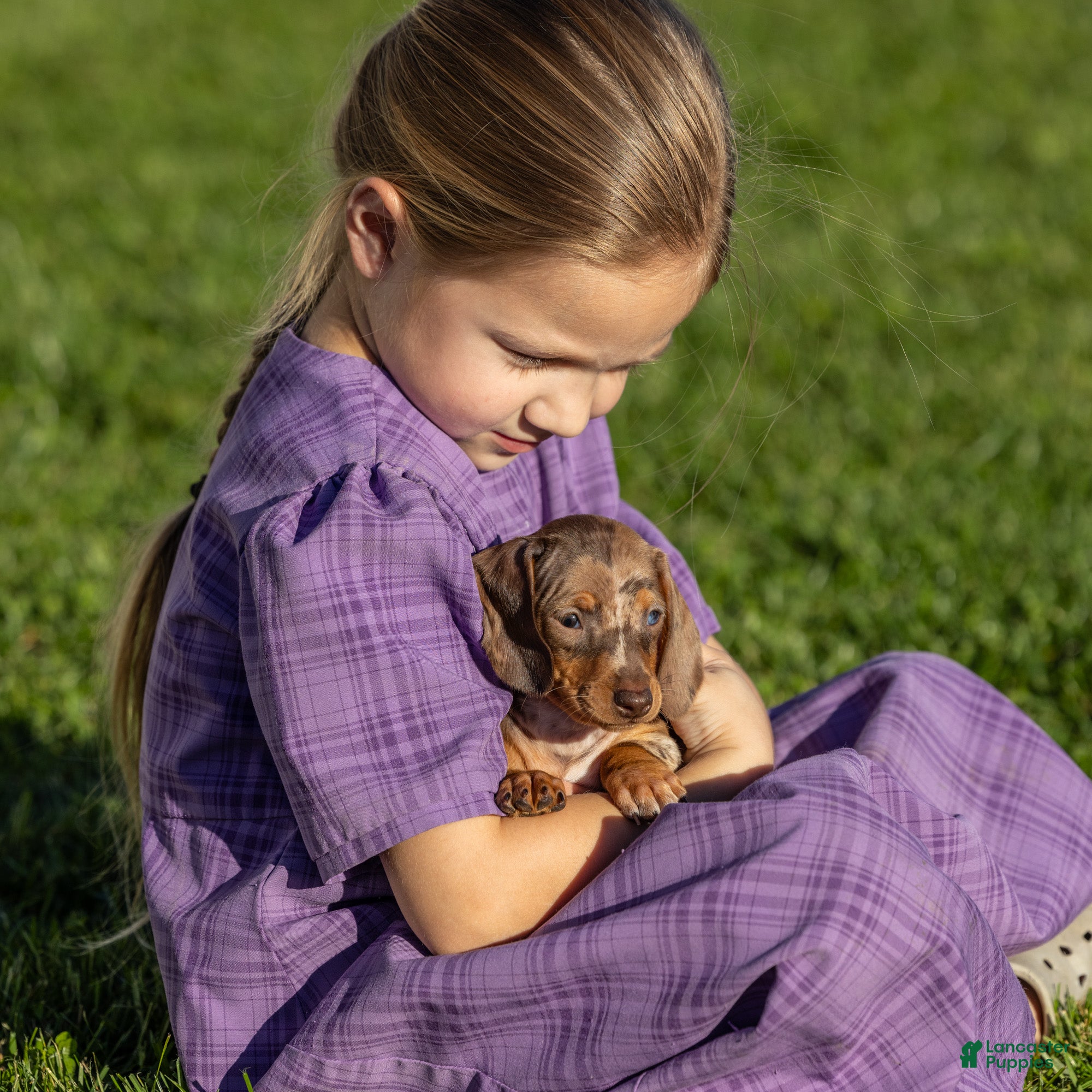 Miniature Dachshund dogs for sale: Clara - Ad 2
