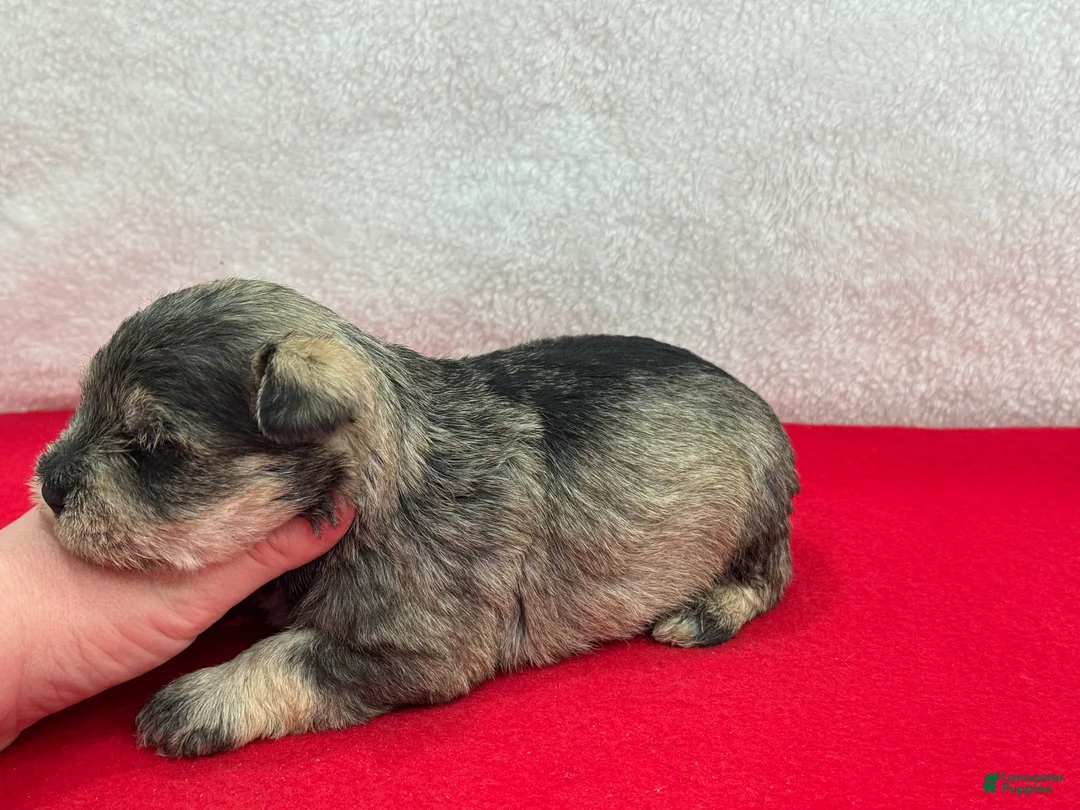 Miniature Schnauzer dogs for sale: Gypsy Female 2 - Ad 2